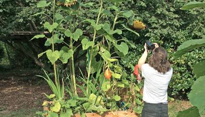 Landschaftsachse Horner Geest Grüner Faden Hochbeet Urban Gardening