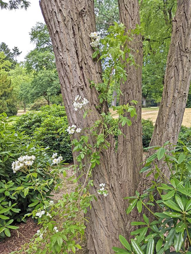 S&uuml;dteichbr&uuml;cke Friedhof Ohlsdorf Kletterrose