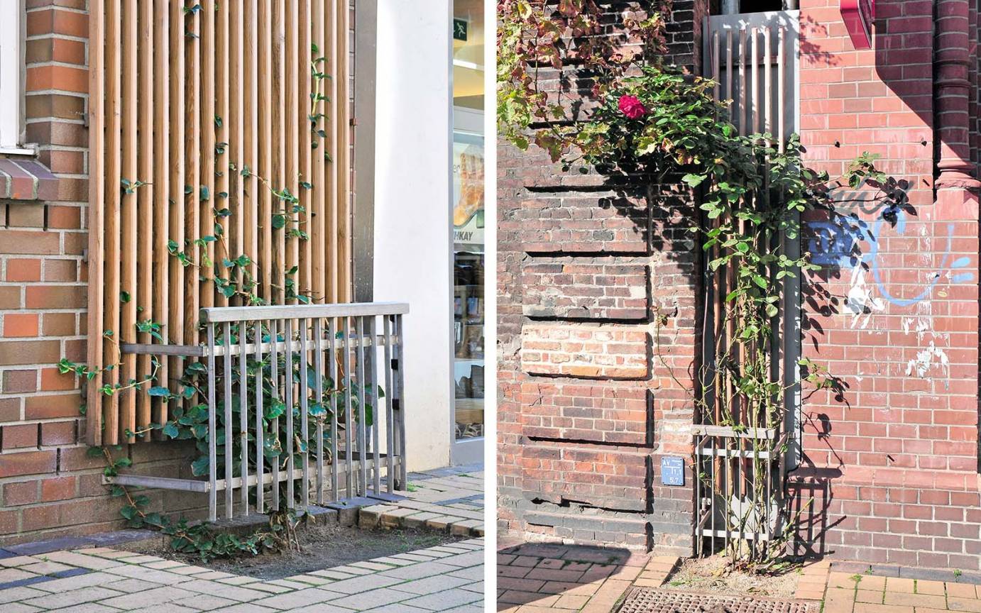 Fassadenbegrünung aus Kletterhortensie und Kletterrose an Gebäudenischen