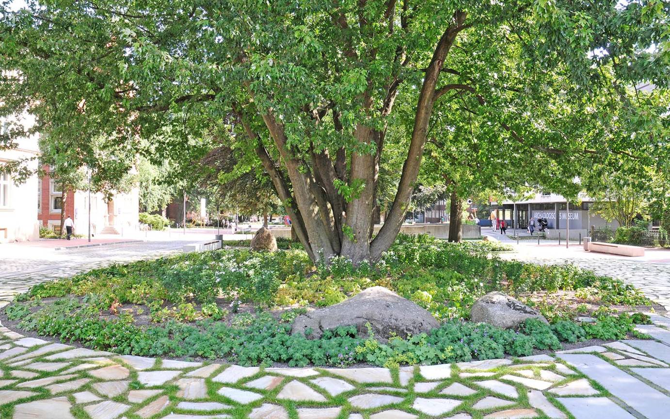 Museumsachse Harburg Fl&uuml;gelnuss Baumscheibe