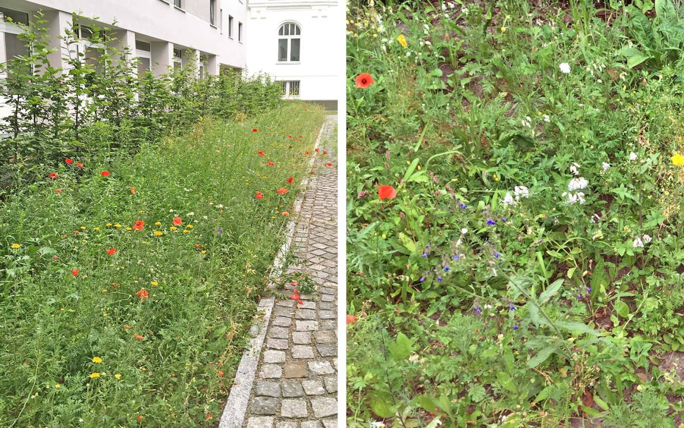 Armgartstra&szlig;e Wildblumensaat B&ouml;schung