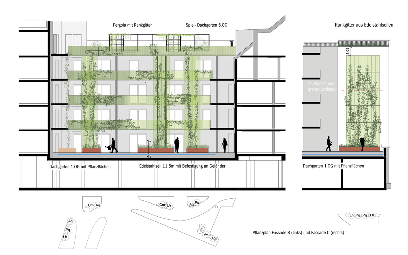 AureliE Fassadenbegr&uuml;nung Ansicht Fassade B C