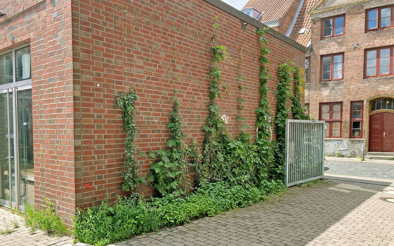 Gro&szlig;e Freiheit Fassadenbegr&uuml;nung Berankung Stahlseilen