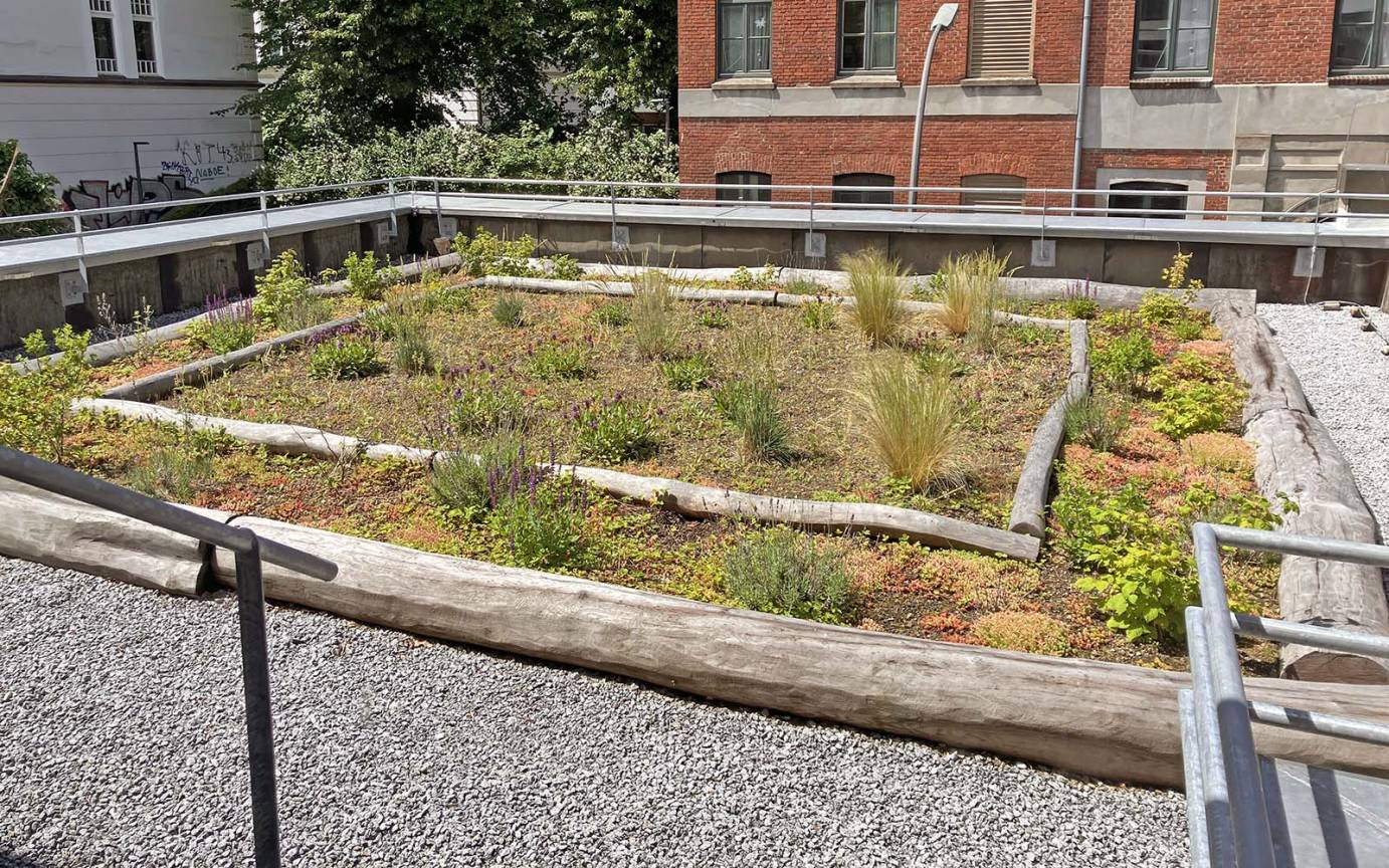 urban gardening Dach Alte Druckerei