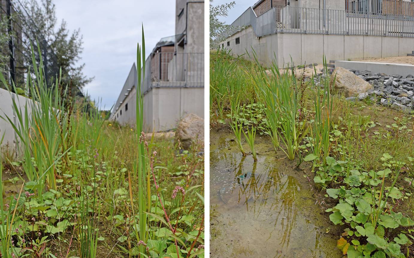 Jenfelder Au Hamburg Anwuchs Entw&auml;sserungsgraben