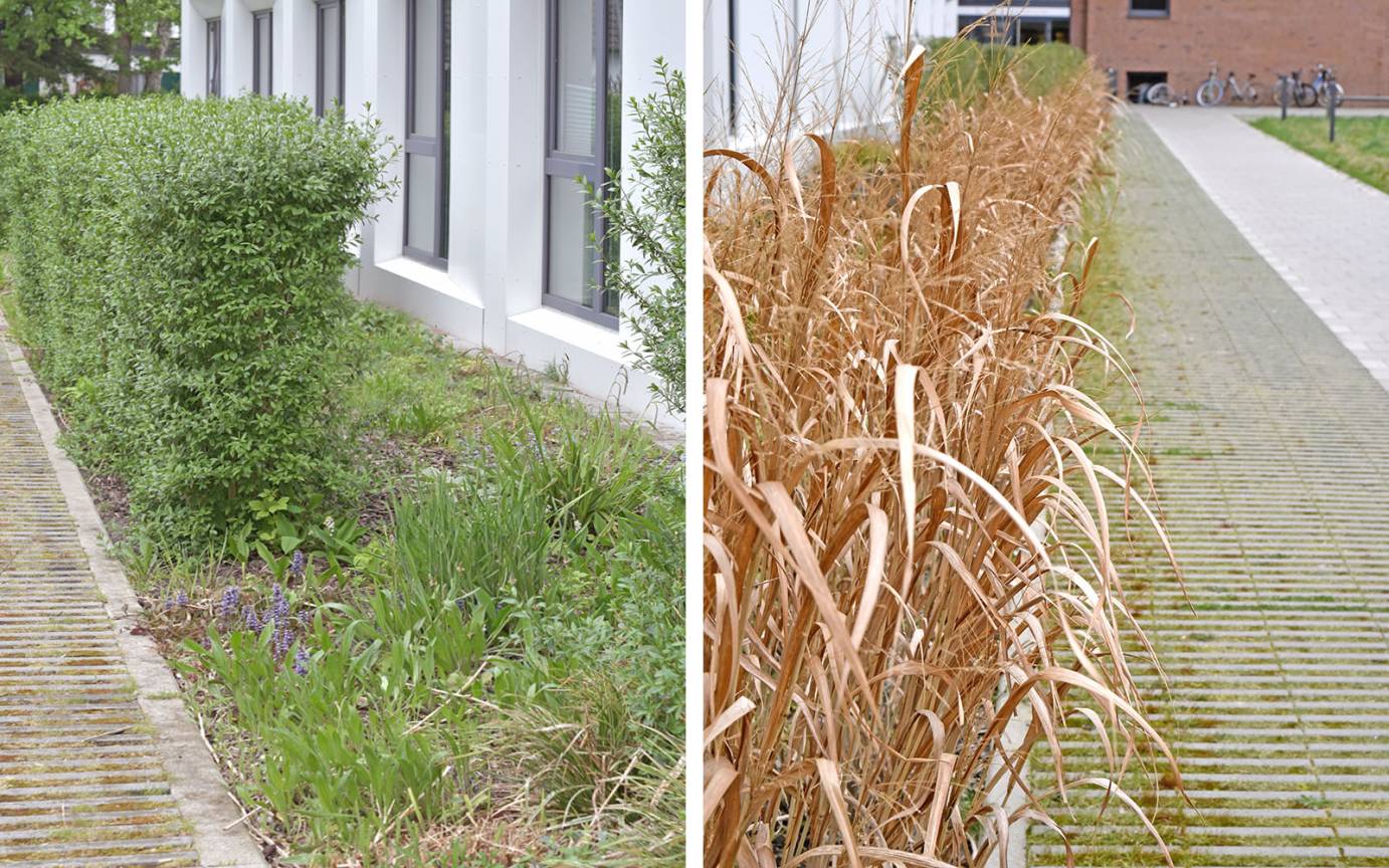 Rudolf-Laun-Haus Pflanzung Weges Emil-Andresen-Stra&szlig;e Haupteingang